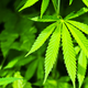 Image for article titled Teacher Confused by Meaning of Potluck, Arrested for Bringing Pot